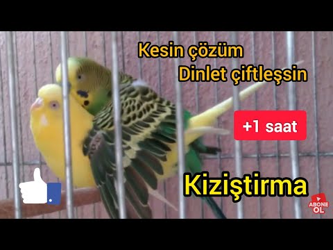 1 saatlik muhabbet kuşu çiftleşme sesi kuşlarırınız çıldıracak kızıştırma