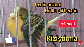 1 Saatlik Muhabbet Kuşu Çiftleşme Sesi Kuşlarırınız Çıldıracak Kızıştırma