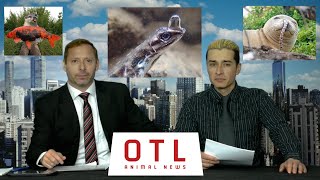Off the leash: Animal News eels in Monk seal nose, Lizards breathing underwater