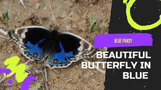 Blue Pansy | Blue Argus