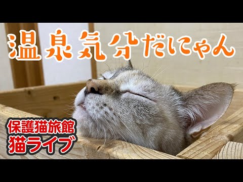 Nyantama Channel - YouTube