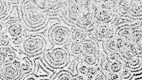 Pattern formation in slime mold Dictyostelium discoideum