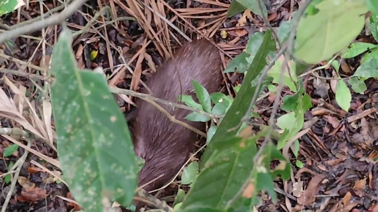 Olha o que apareceu na espera de cutia 