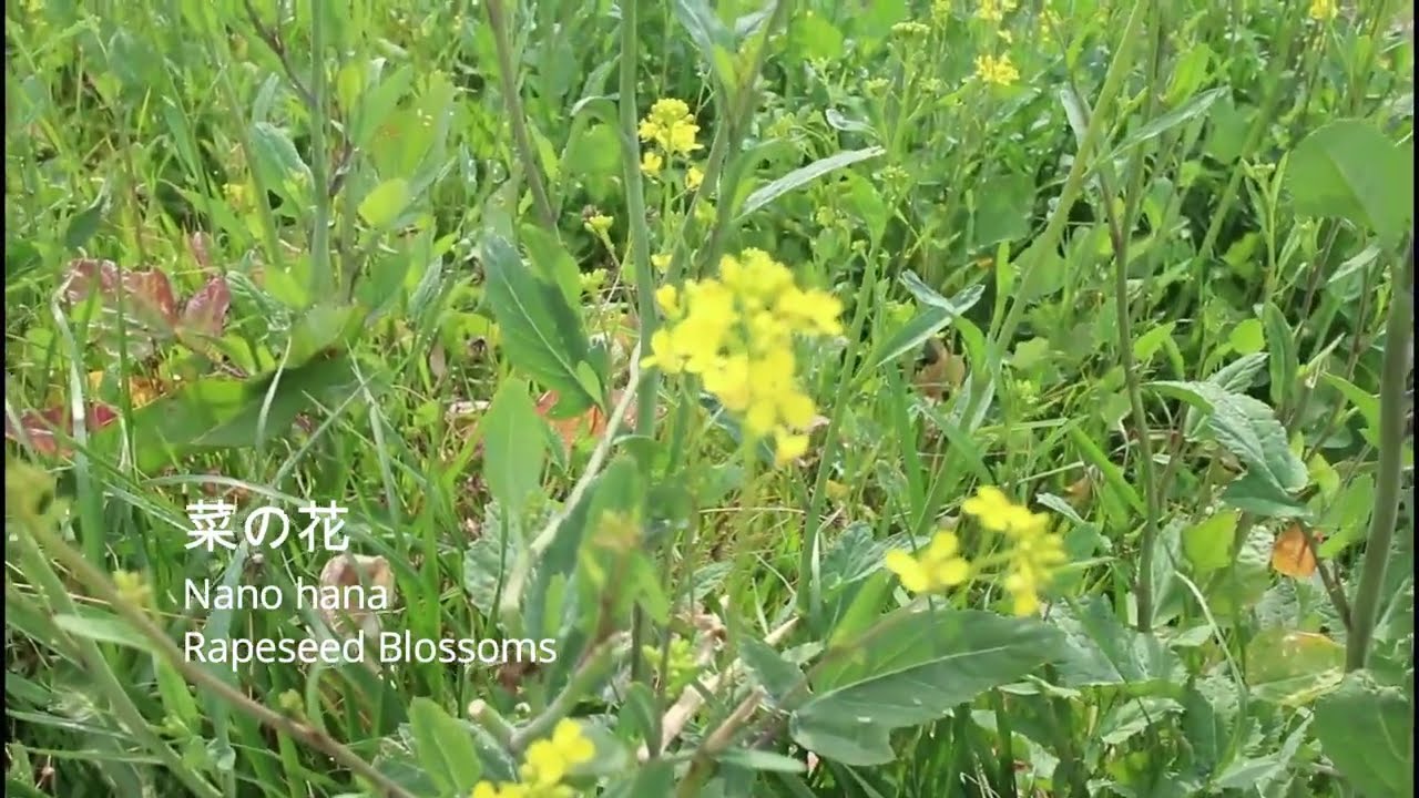菜の花 Rapeseed Blossoms Spring Forage and cooking - YouTube