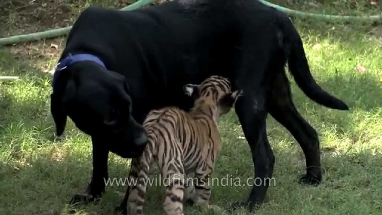 Unbelievable - A dog feeding tiger cub | The Best of India - YouTube