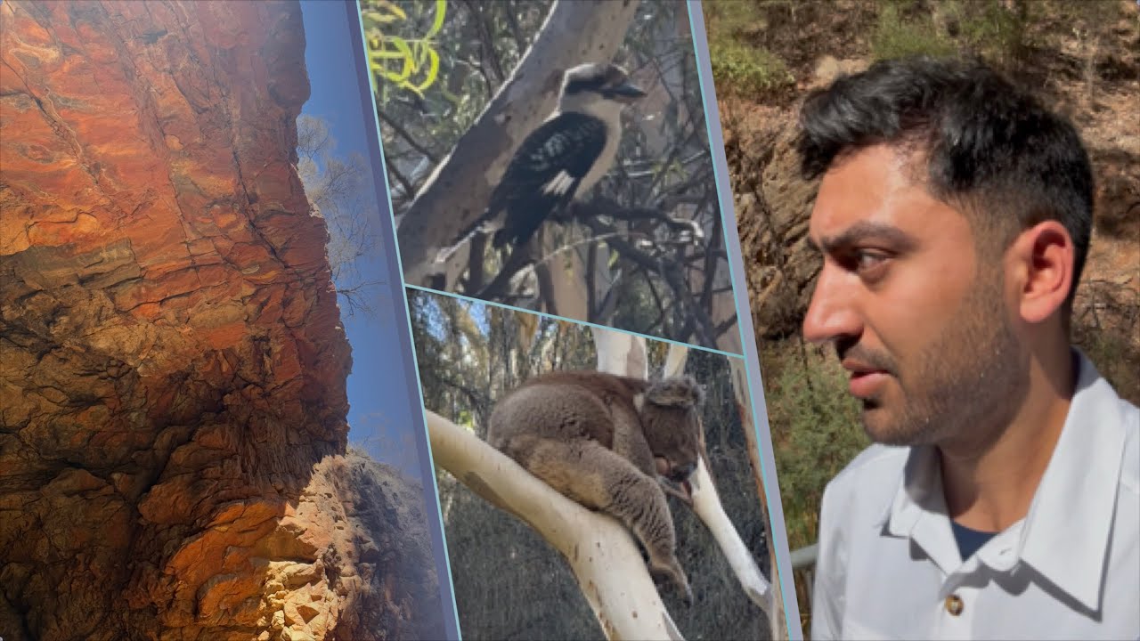 Koalas and a Bird Attack Down Under! | Morialta Falls Reserve | South Australia 🇦🇺