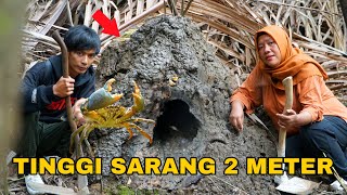 Bongkar Sarang Kepiting Setinggi 2 Meter Isinya Bikin Tercengang