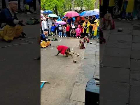 Mintu Monkey Slowly Came To The Owner Funny Bandar Monkey Momkeycomedy 