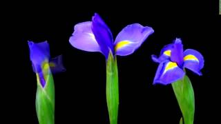 Flowers 70 Iris Video Footage Nature.