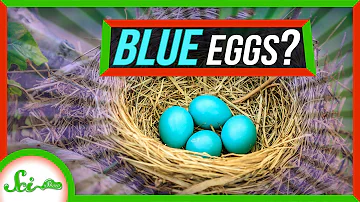 Are blue eggs better than white eggs?