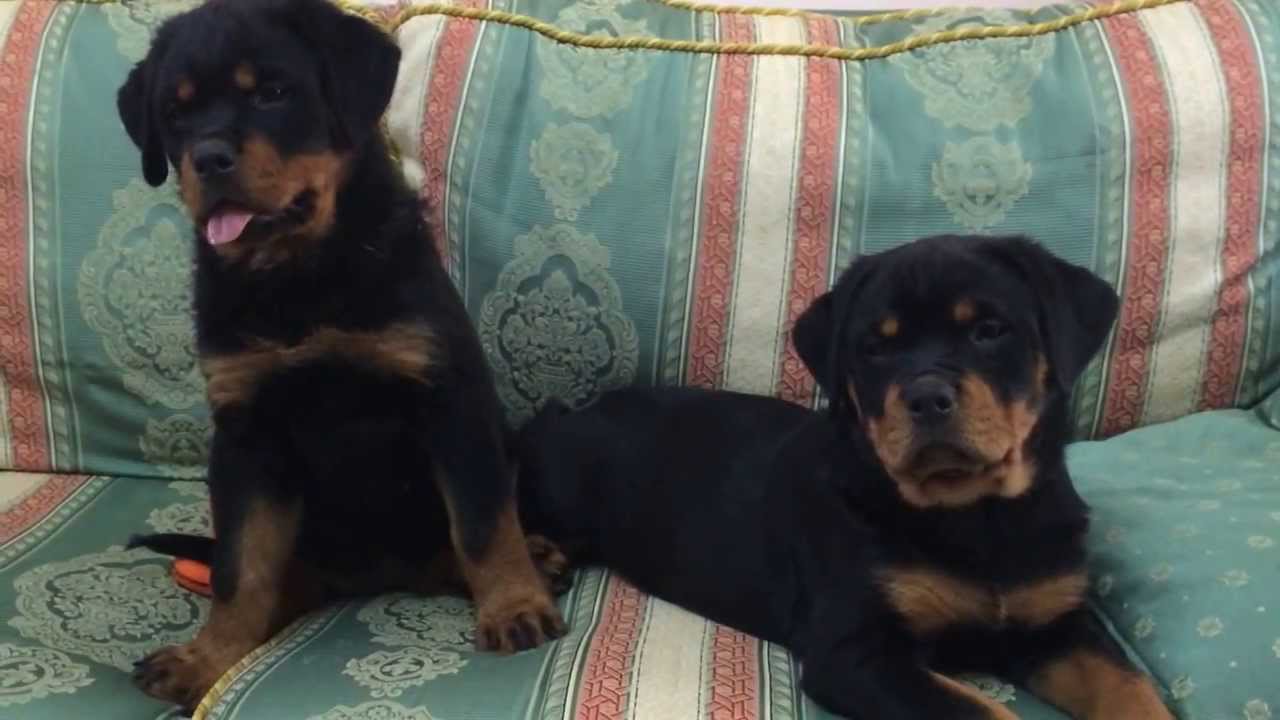 Cuccioli Rottweiler Del Leone Nero Youtube