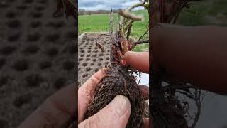 Preparing to plant strawberry plants - where is the crown?