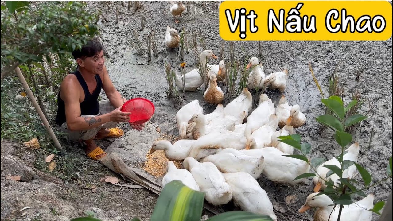 Dượng 4 lén bắt vịt Dì 4 nấu cháo đãi Cậu Cháu Thuận Gòm