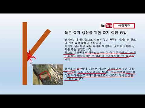 배나무 가지치기방법의 모든 것 배나무전정 전지, 결과지 선택, 신초유인방법, 꽃눈 선택, 묵은 가지 갱신, 쐐기형 일자형 자르기, 배나무 측지 간격, 솎음 전정, 전정 - 해탈가면