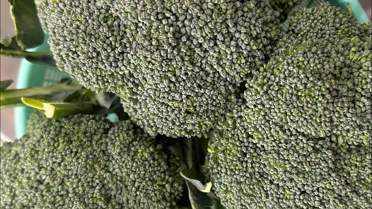 Broccoli 🥦- health solution’s - YouTube