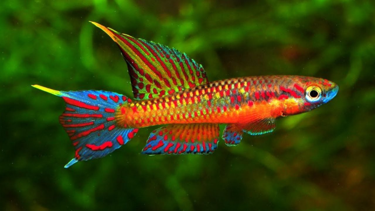 10 Ikan Hias Kecil Cantik untuk Koleksi Aquarium Air Tawar - YouTube