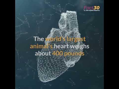 Blue Whale's Heart Size Comparison | Size of Blue Whale Heart | #