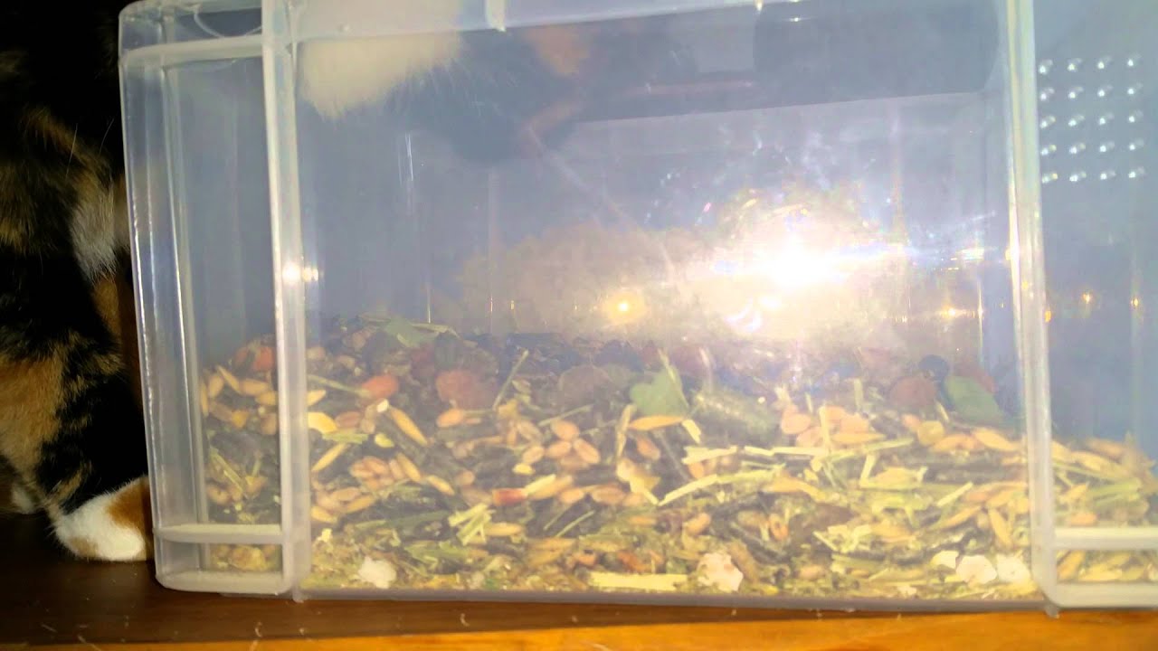 Cat eats rabbit food YouTube