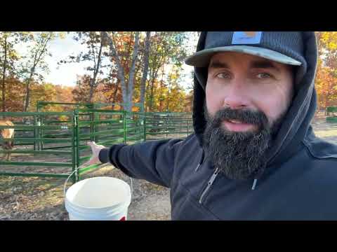 I Have Never Seen Cattle Do This! (In 6 Years!)