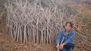 Download Lagu Lam khwv lam nyob os me koj niam 1/29/2026 MP3