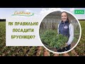 Як правильно посадити брусницю? Як Розмножувати Брусницю?