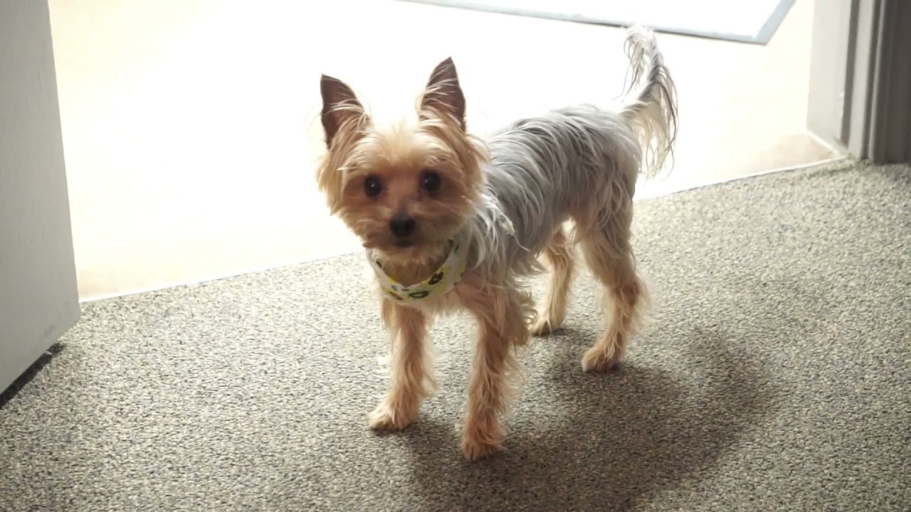 ROMEO GETS THE ZOOMIES