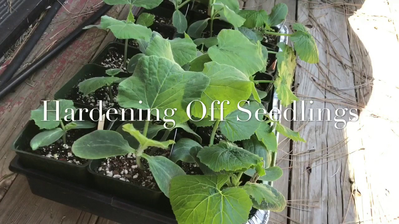 Hardening Off Indoor Seedlings - Preparing To Transplant Seedlings Outdoors Vegetable Garden