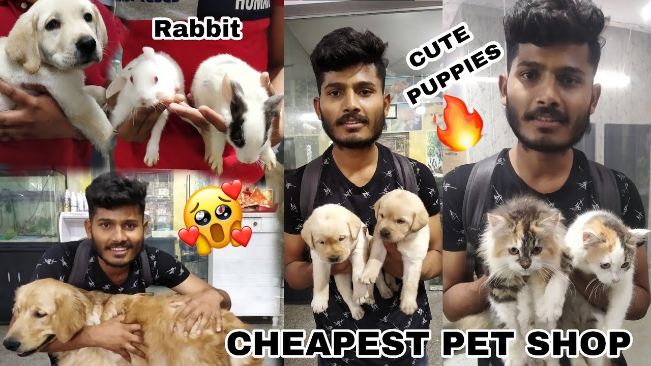 Cheapest Pet Shop In Delhi Vikash Pet Shop Motinagar Delhi😍🔥 Dogs