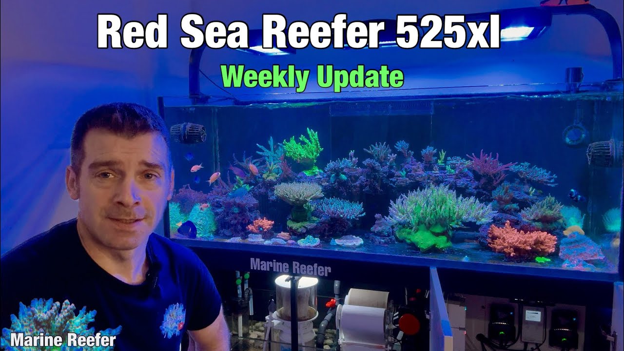 Еженедельный обзор моего Red Sea Reefer 525xl | Miracle Mud