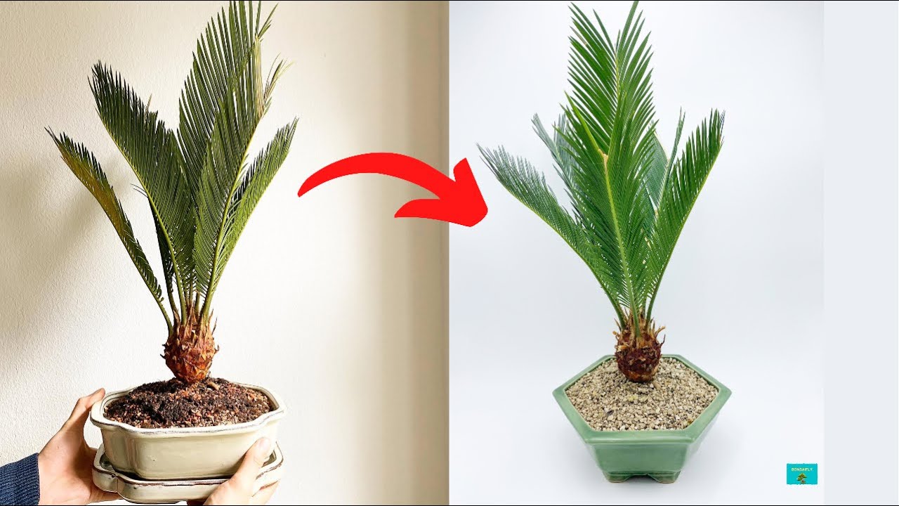 Пересадка бонсай из саговой пальмы