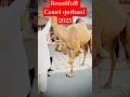 Beautiful Camel Qubani 2025 Qurbani2025 Shortsfeed Eiduladha Camel Foryou Cow Goat Ytshorts 