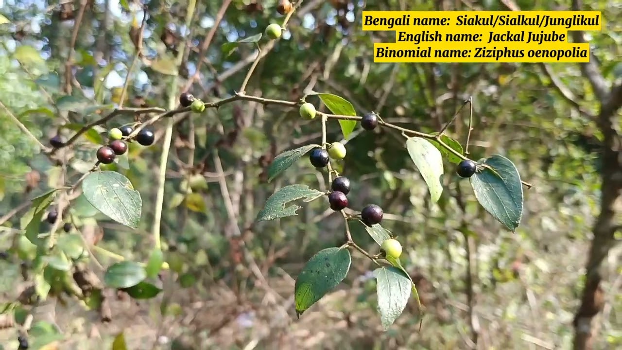 শিয়ালকুল/জংলী কুল/বন বরই/Jackal jujube 