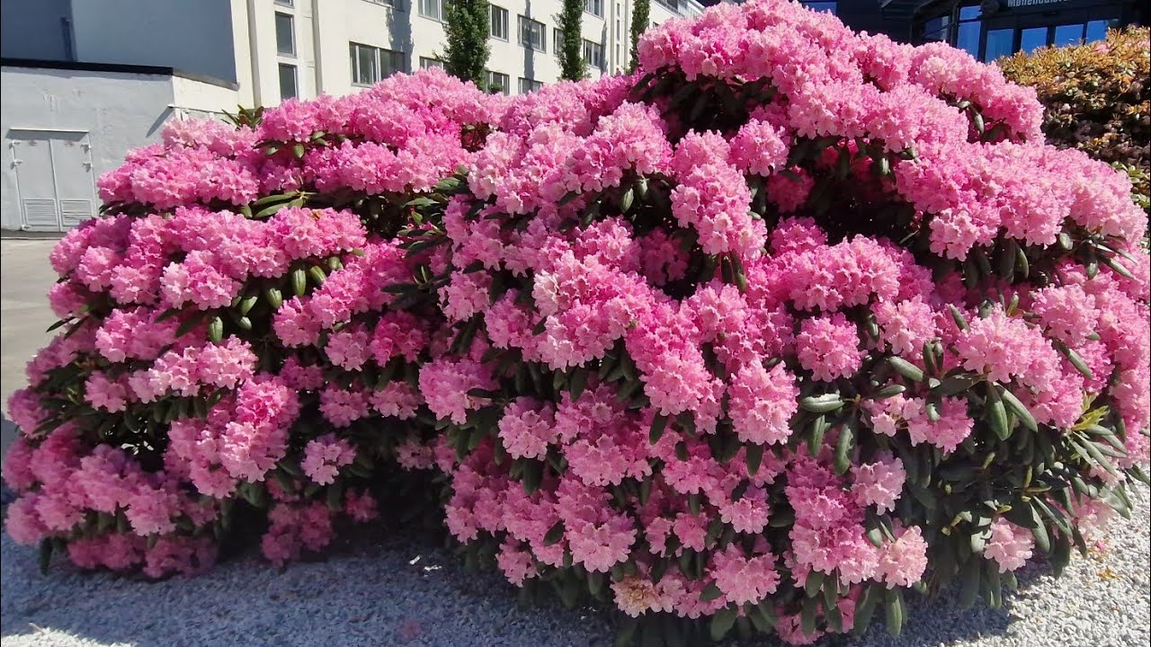 Wonderful flowers of norway