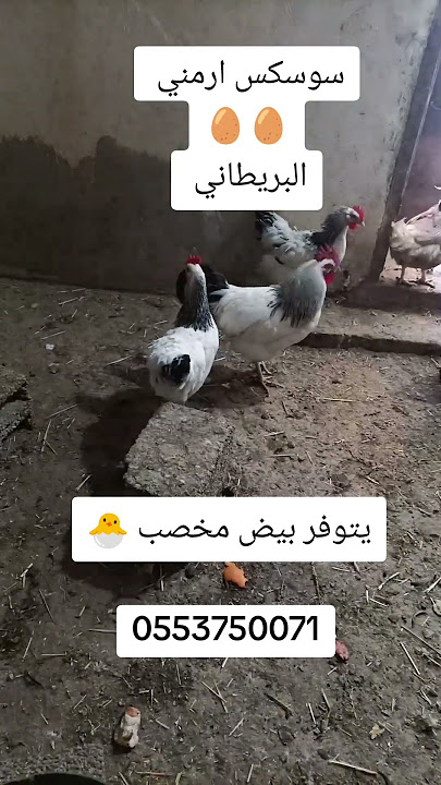 يتوفر بيض مخصب