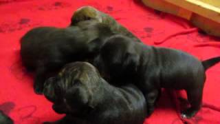 22 Day Old Empereur Glad X Athéna Litter 2