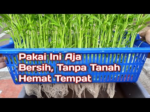 Video: Adakah tomato tumbuh dengan baik di atas katil bertingkat?