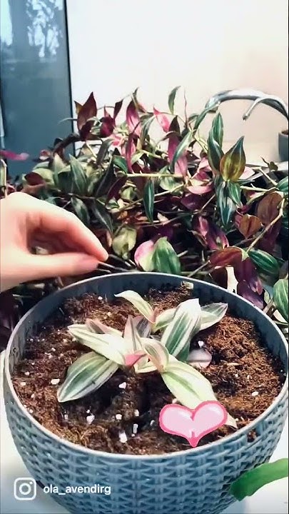 Традесканции Нанук Квадриколор Тайская 🌿🌿🌿 #традесканция #растения # ...