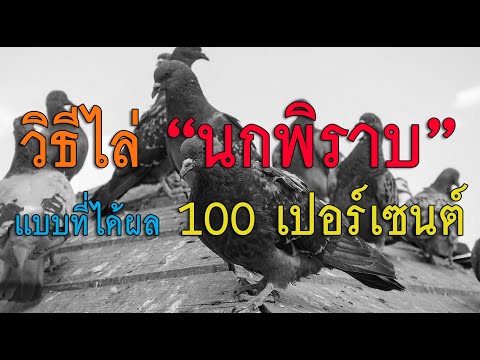 " วิธีไล่ นกพิราบ ได้ผล 100 เปอร์เซนต์ " ง่ายๆ  2020  ไม่ต้องลงทุนเสียเงินเยอะ ( และไม่ทำบาป )