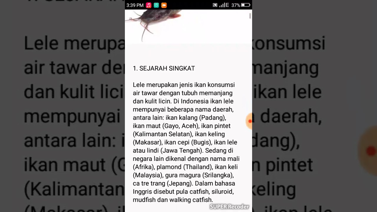 Cara budidaya ikan lele lengkap dengan sejarahnya 
