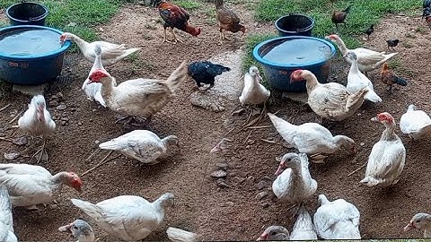 nyob zoo os los saib kuv pub qaib os 20/5/24