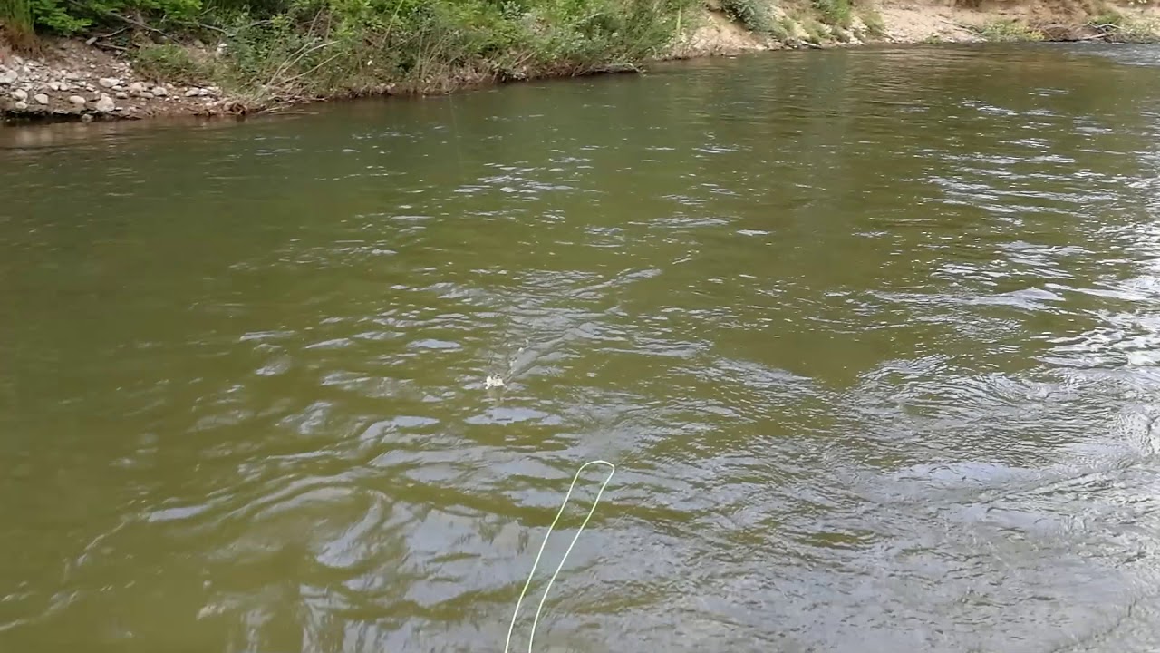 Chub on a fly (C&R) small chub