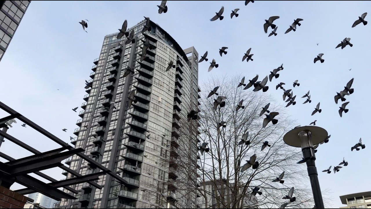 Mesmerizing Pigeons Circling the Sky @ Emery Barnes Park, Vancouver BC