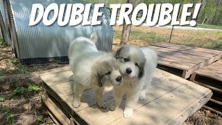 Livestock Guardian Dogs Training Begins!
