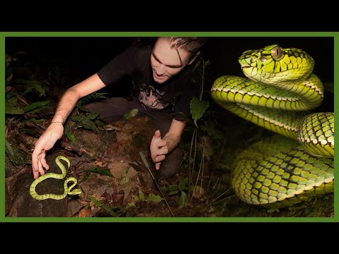 WE FOUND ONE!!! Sumatran Pit Viper - Expedition Narathiwat part 2