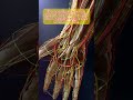 How complex is a single hand?