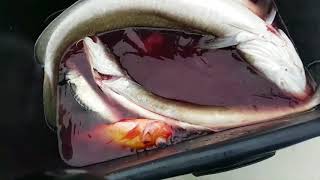 Varaldsøy Trip 2017