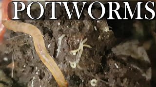 One Minute with the Composters: Potworms
Potworms are sometimes confused for baby worms. Baby composting worms still have pigmentation while potworms - Enchytraeidae - do not.
The ones we see in our compost piles and worm bins are very similar in many ways to the red wriggler worms and feed on mostly fungi and bacteria. Their casts help augment and condition the soil.
They prefer more wet environments and slightly more acidic environments than the composting worms so if they are in your worm bin in great numbers then the bin is too acidic, too wet, or both.
They can easily be controlled by drying out the bedding and reducing the ph by adding ground up eggshells. An easy way to attract them to one spot for removal is to soak some bread in milk. Milk has a ph of 6.5 so its slightly acidic and theyre drawn by the lactic acid and starch. Remove the bread after a day or two and it will be covered with potworms. Rince and repeat as required.
I hope you enjoy and as always thanks for watching.
#potworms #composters #potworm One Minute with the Composters: Potworms