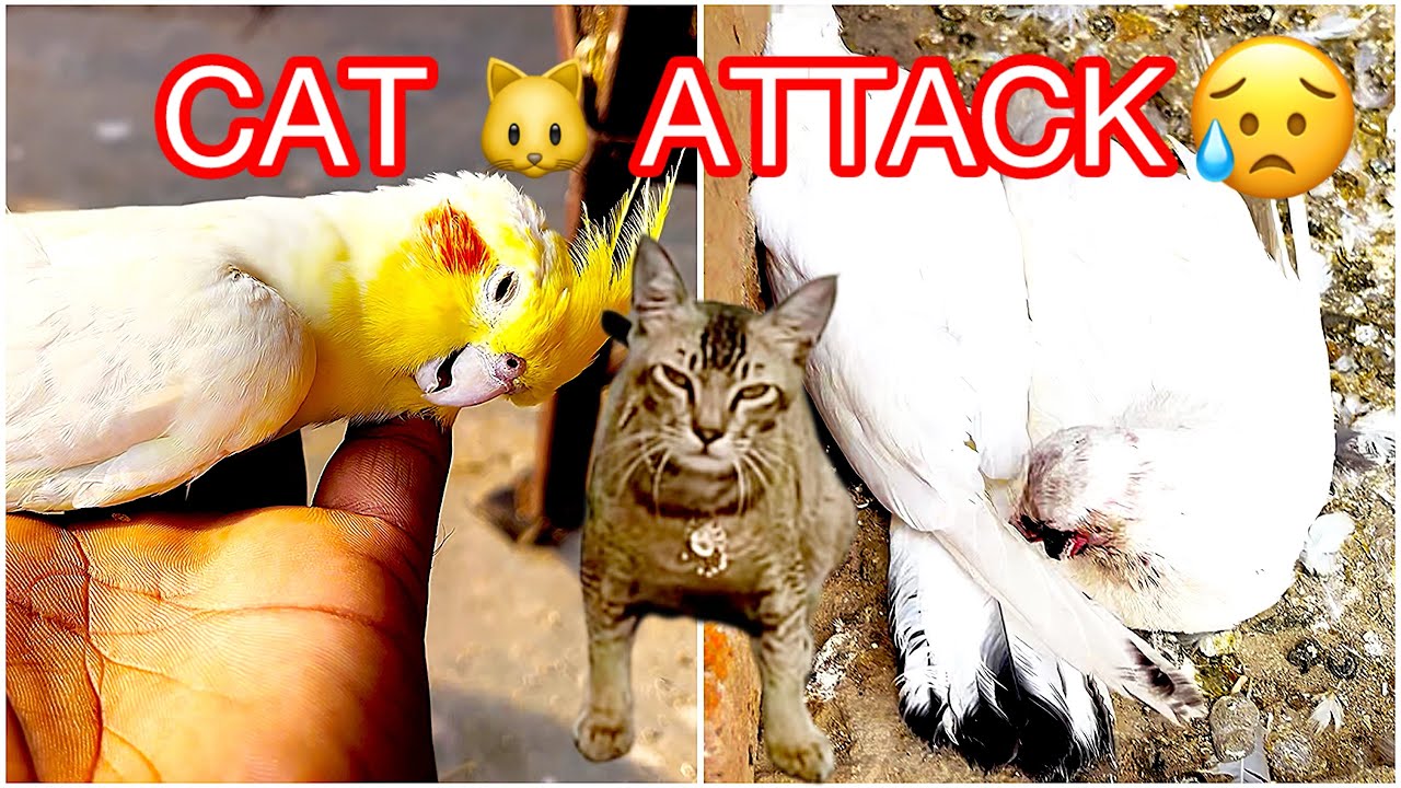 Miss U Snowhite 🦜 Billi 🐈 Ne Sabkuch Khatam Kr Diya😢 //#pets