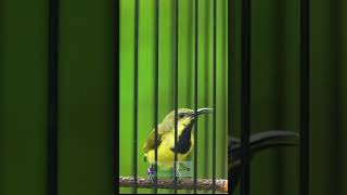 Download Lagu SOGON TROTOL MATERI ZIPPER PLECI MP3