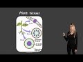 Understanding Plant Tissues